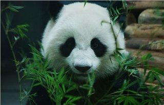 panda panda