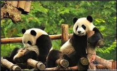 Centro di Ricerca dei Panda Giganti di Bifengxia