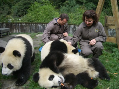 centro panda bifengxia