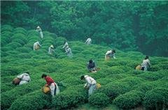 La piantagione di tè Meijiawu