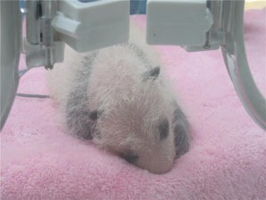 panda appena nato