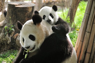 Kung Fu Panda pentru Bogdan | Kung fu panda cake, Panda cakes, Kung fu panda