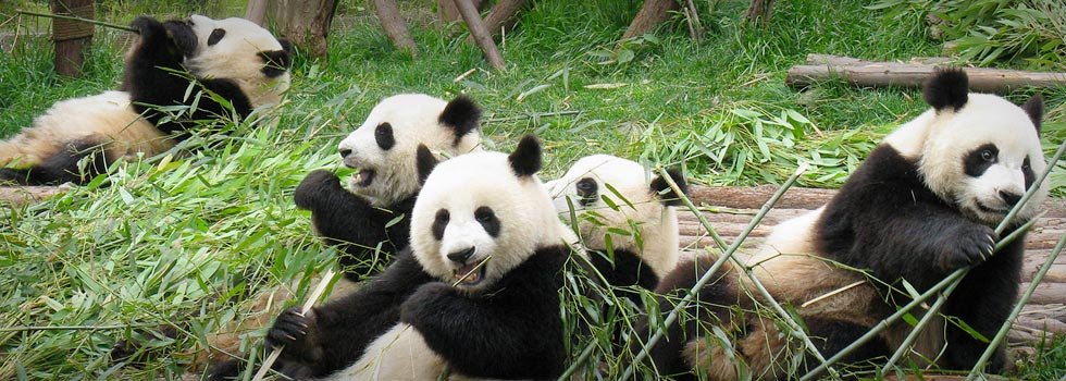 Panda Gigante Animale Simbolo Della Cina Caratteristiche Comportamento Curiosita
