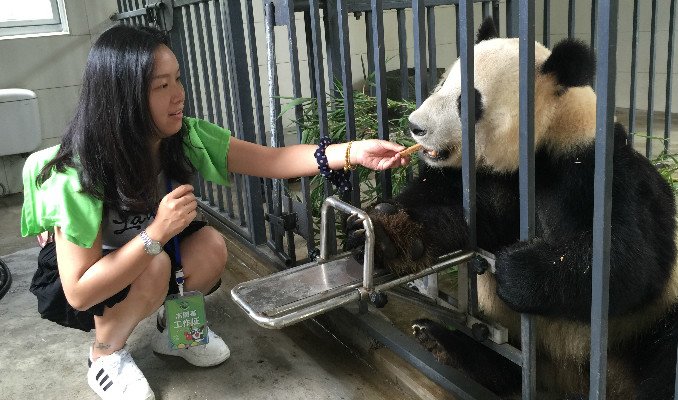 1 giorno Tour di Programma di volontariato di panda a Dujiangyan