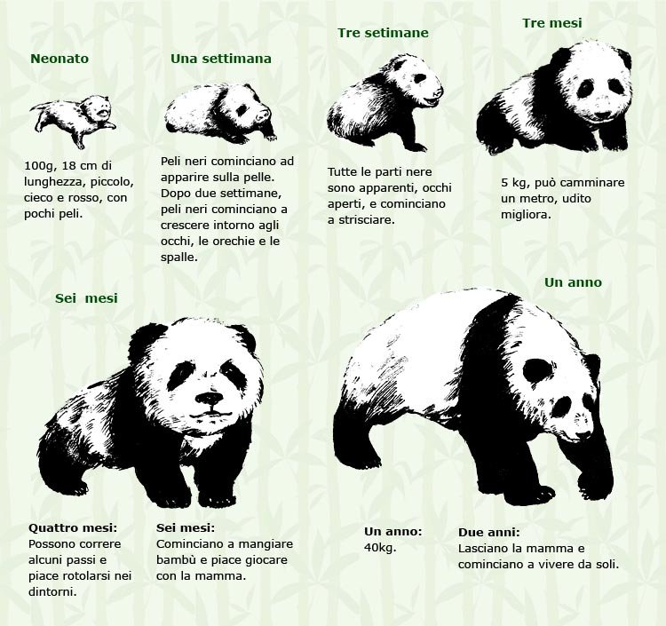 panda
