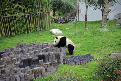 Centro di ricerca dei panda di Wolong