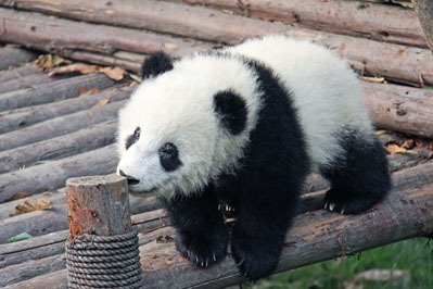 Viral: Un urs panda care se bucura de zapada a cucerit Internetul (Video)