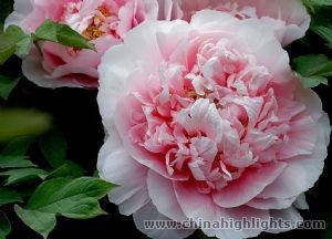 Peonie